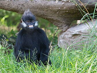 Langurs land in Cork